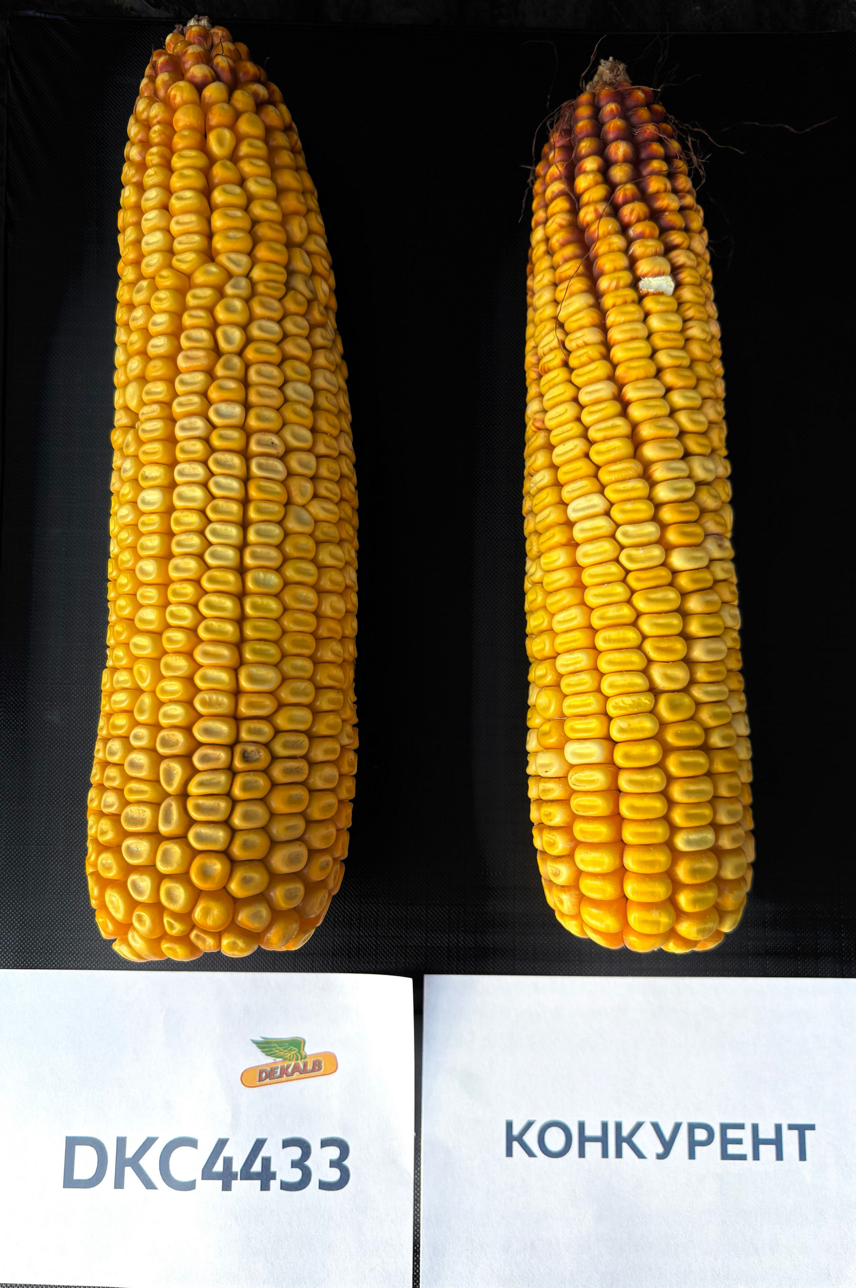 DKC4433